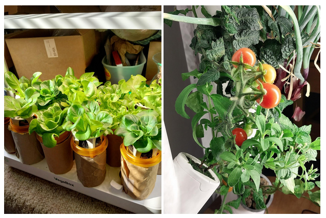 Photo of hydroponically grown lettuce and cherry tomatoes