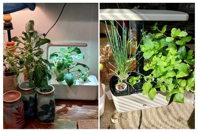 Photo of vegetables growing in different hydroponic growing systems